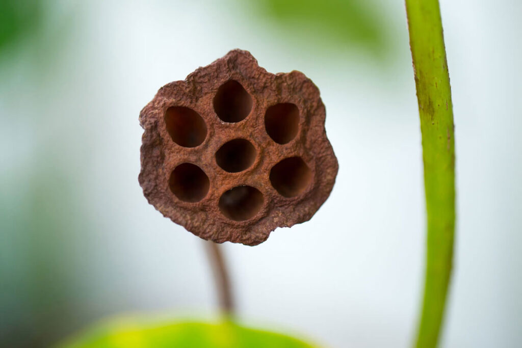Trypophobia hair transplant holes