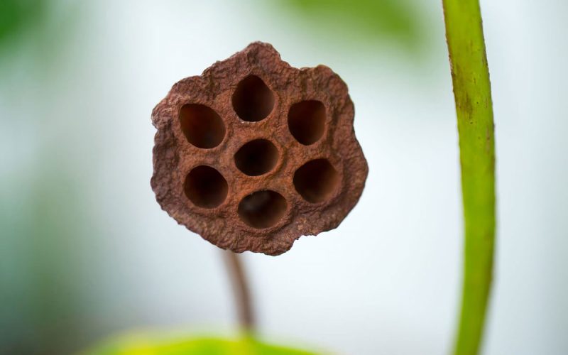 Trypophobia hair transplant holes